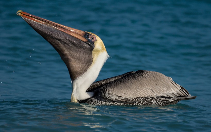 Brown Pelican with big pouch swimming
