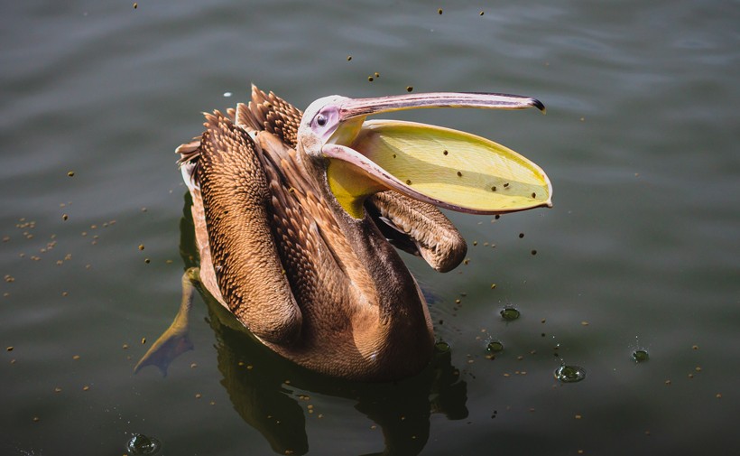 Brown Pelican catching food with its beak