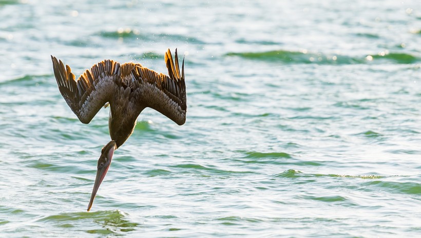 Brown Pelican diving into the water