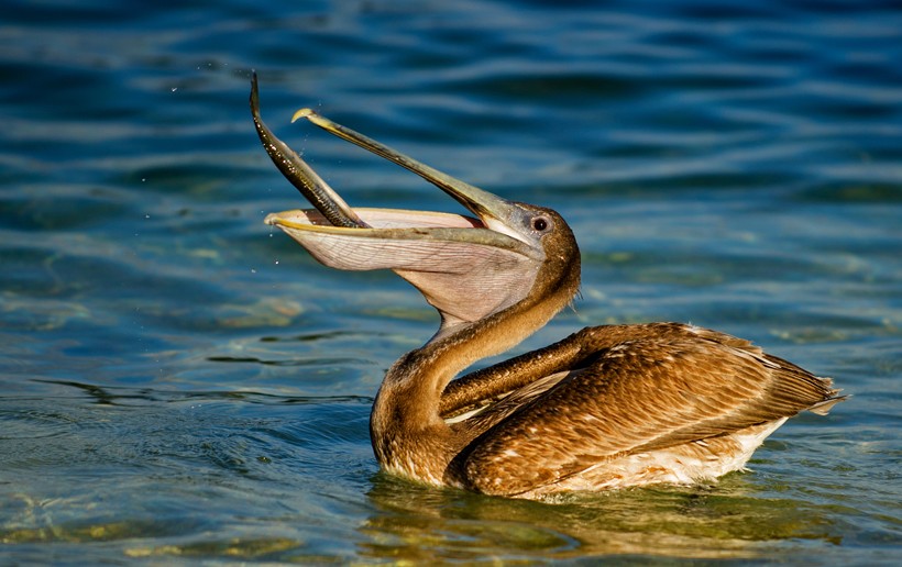 Brown Pelican eating a fish