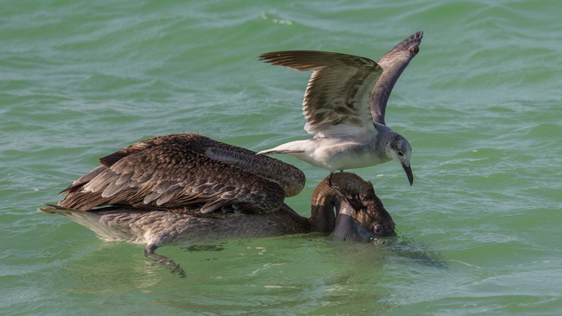 Gull attempting to steal a fish from a Brown Pelican