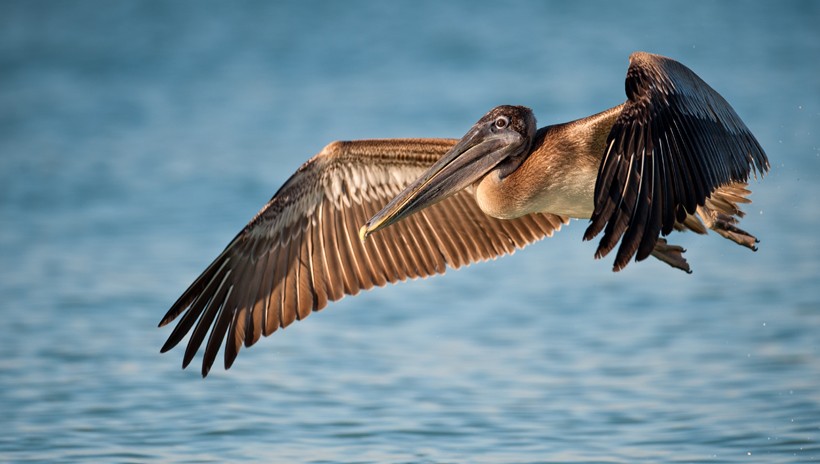 Brown Pelican in flight, Sanibel Island, Florida