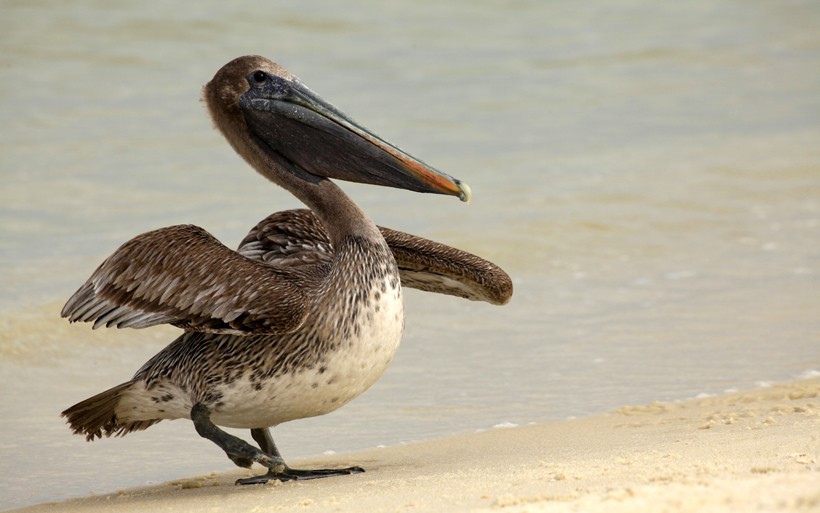 Immature Brown Pelican Landing on the white sand beach