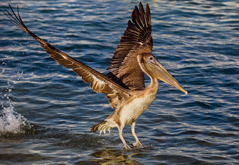 Brown Pelican landing on the water