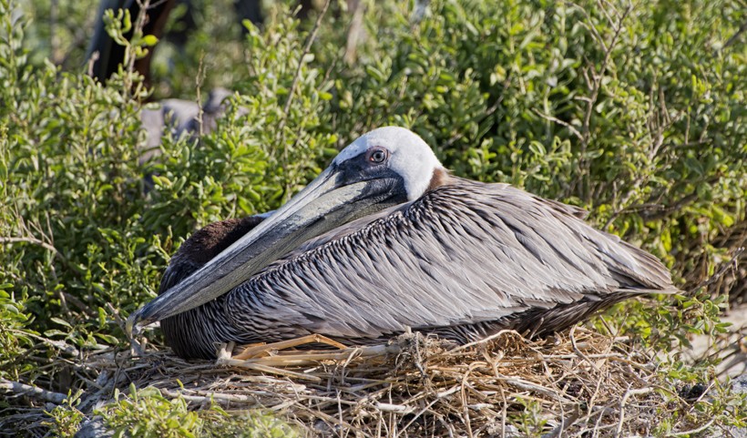 Brown Pelican on the nest at Queen Bess Island, Louisiana