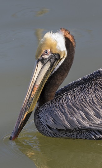 Brown pelican on water, Galveston, Texas