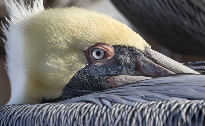 Brown Pelican closeup