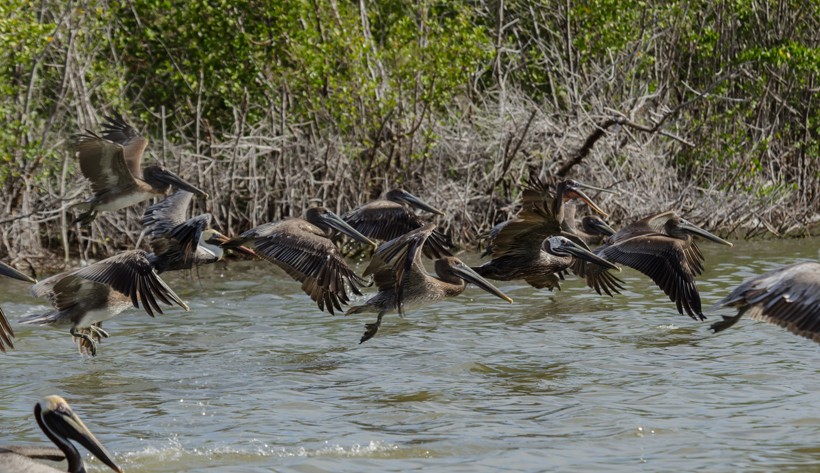 Brown Pelican flock flying