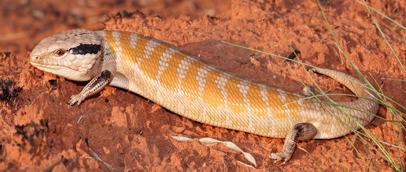The Centralia blue-tongued skink can be distinguished by the presence of 11-13 orange bands Centralia blue-tongued skink