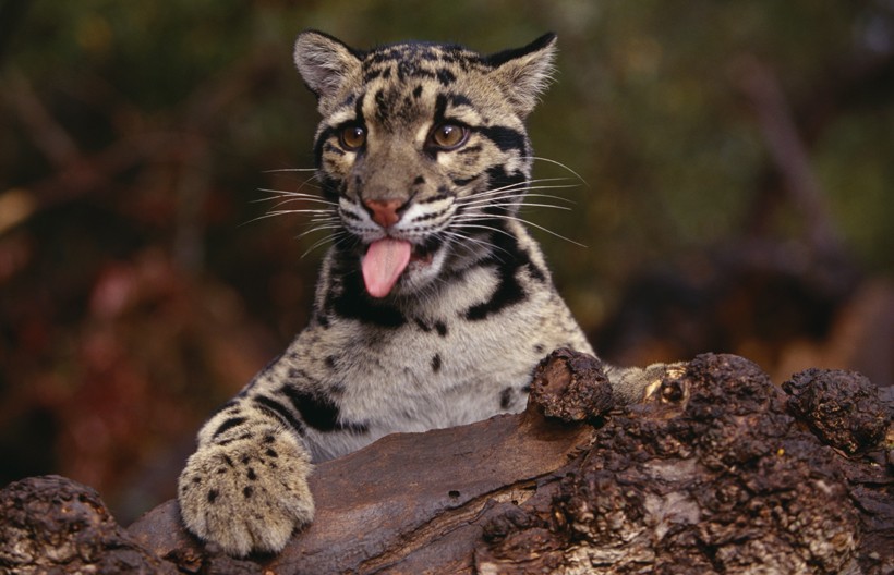 Clouded leopards display a high level of intelligence, especially in their hunting behavior. Clouded leopard tongue