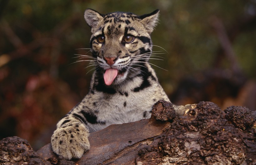 Clouded leopard tongue