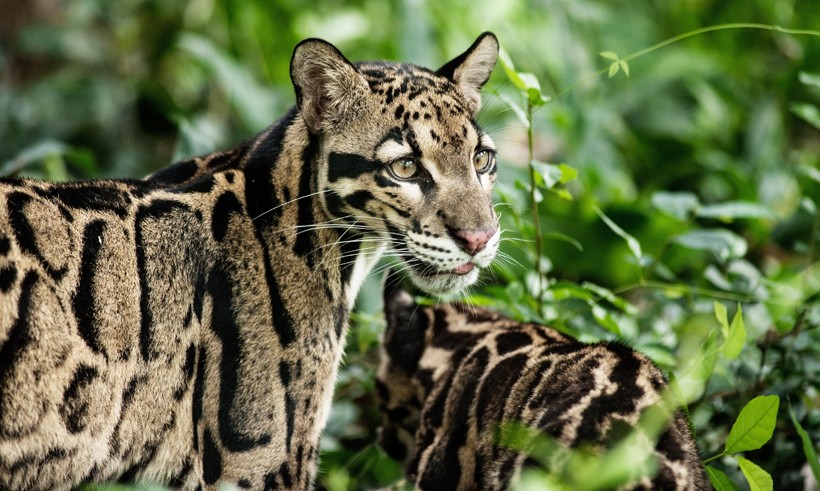 The color of the clouded leopard provide perfect camouflage in its woodland habitat