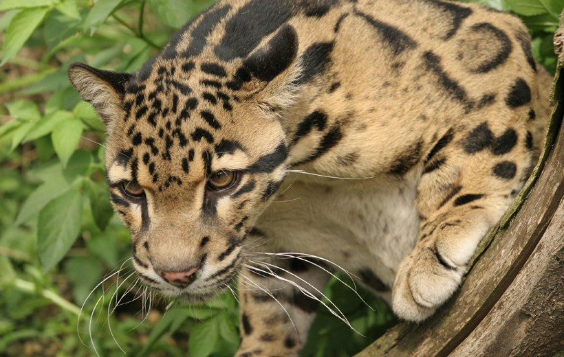 The clouded leopard is the smallest of all big cats but still larger than the largest of all small cats. Clouded leopard, smallest of all big cats