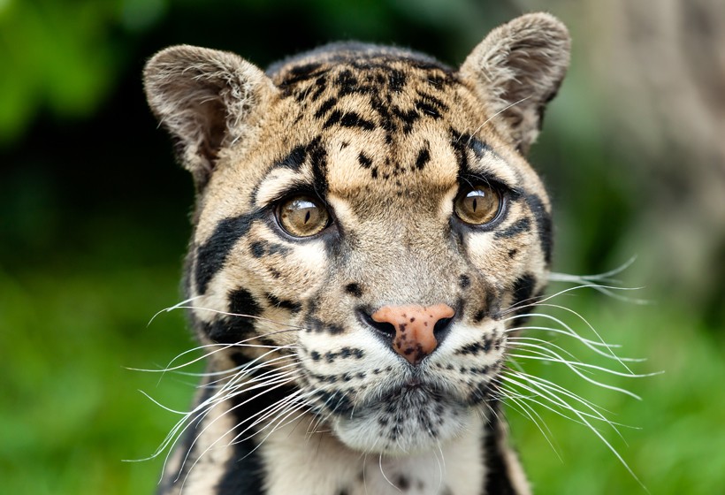 The clouded leopard’s pupils are not round like that of other big cats nor vertical slits like that of small cats. Instead, they have oblong pupils. Clouded leopard head