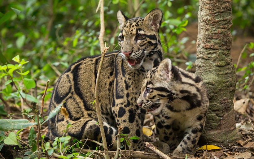 Male clouded leopards do not take part in parenting. Clouded leopard mother with cub