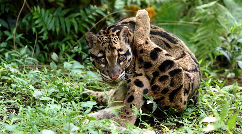 Clouded leopard grooming himself