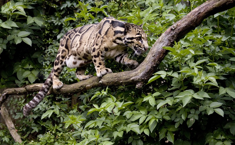 Clouded leopard walking on a branch