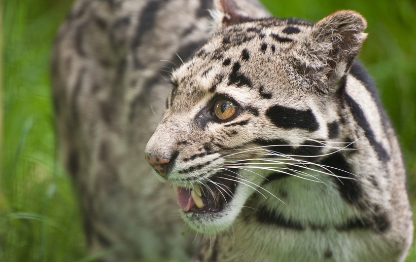 Several adaptations indicate that the clouded leopard is a very important link in the evolution of big cats from their smaller ancestors. Clouded leopards closeup head