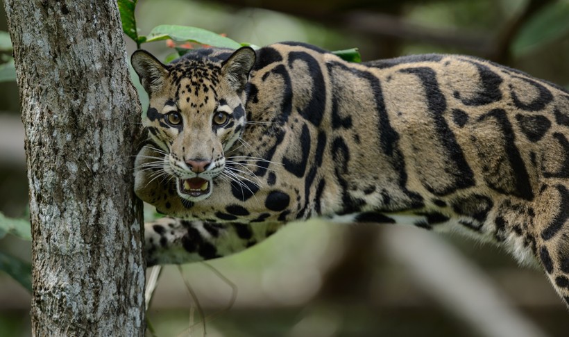 Their tail can be as long as the length of its entire body. The long tail helps in climbing and leaping. Clouded leopards are very efficient climbers, capable of hanging from branches by their hind paws.