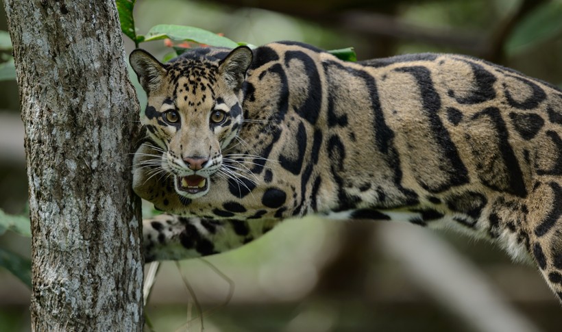 Clouded leopards are very efficient climbers, capable of hanging from branches by their hind paws.