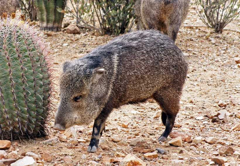 Collared peccaries have a thick layer of skin to protect them. Javelina approaches a fishhook barrel cactus