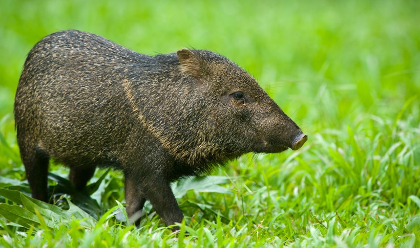 Collared peccary in grassland