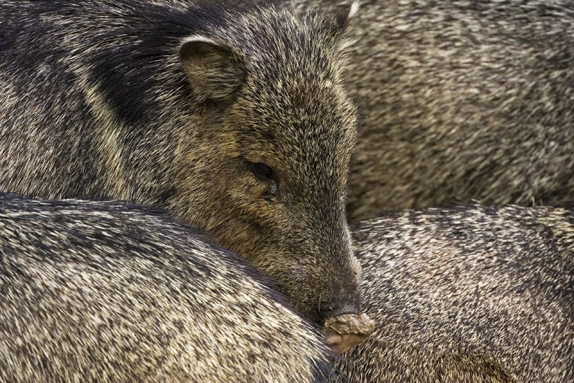 pproximately 40 million years ago, peccaries splitted from the Suidae family of boars and pigs. Javelina group, irrigation water Rio Grande Village (texas)