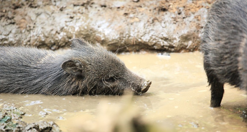 Juveline slogging through the mud