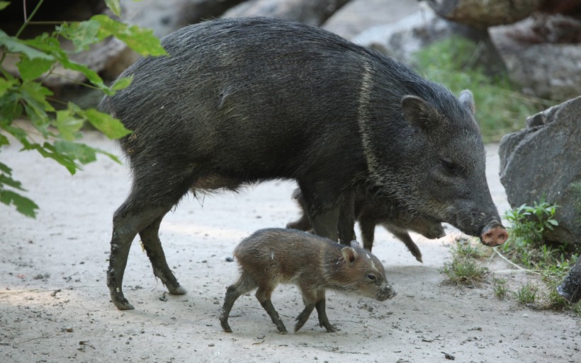 The mother is highly protective and aggressively protects the babies from other males Newborn collared peccary walking beside his mother