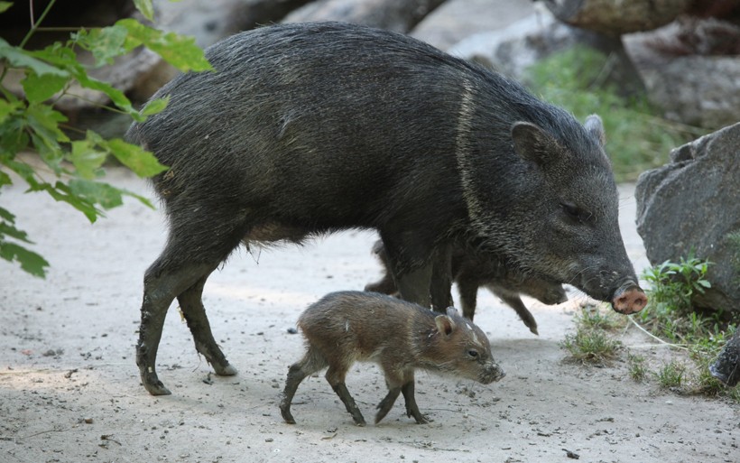 Newborn collared peccary walking beside his mother