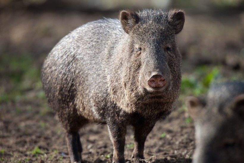 Collared peccary in plowed field