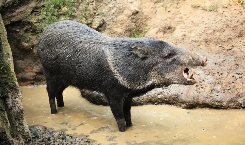 Collared peccary roar in the mud