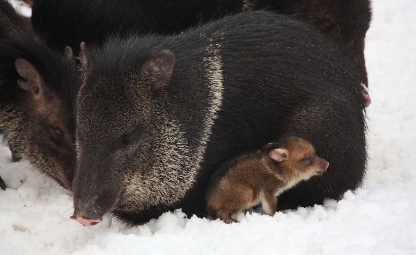 Newborn peccaries, also known as 'reds', living in snow