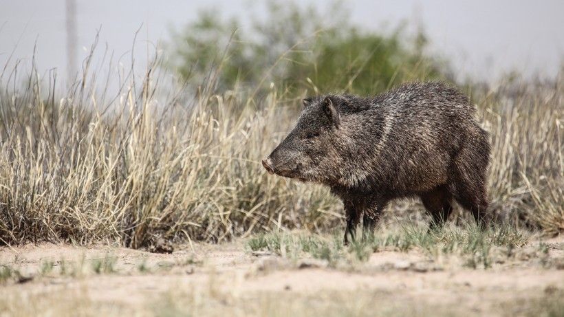 They inhabit tropical rainforests, shrublands, grasslands, deserts and xeric shrublands. Collared peccary in the southwestern desert/grassland of the united states