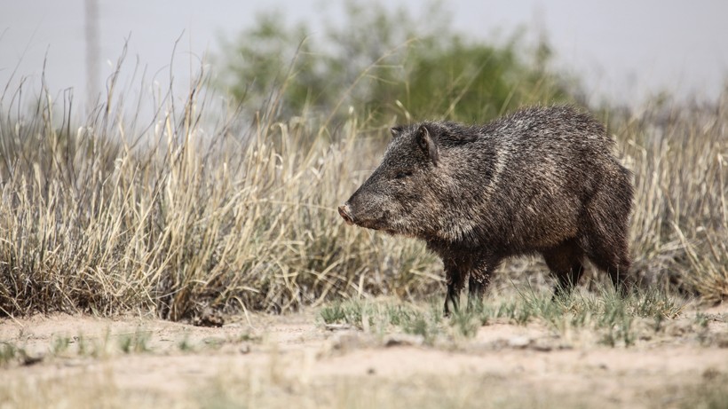 Collared peccary in the southwestern desert/grassland of the united states