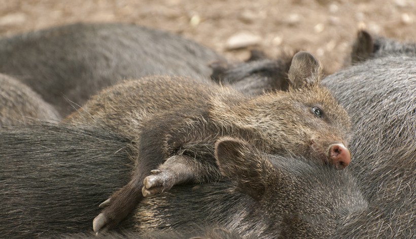 Peccary young merged in group