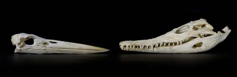 Bird and crocodile skulls