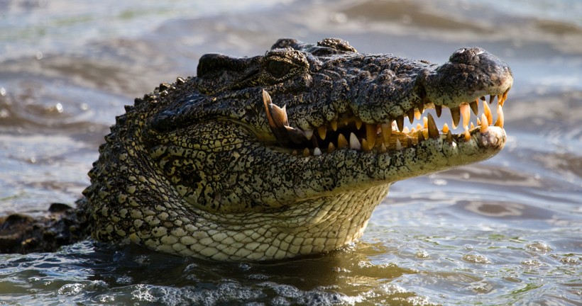 Cuban crocodile eating fish in water