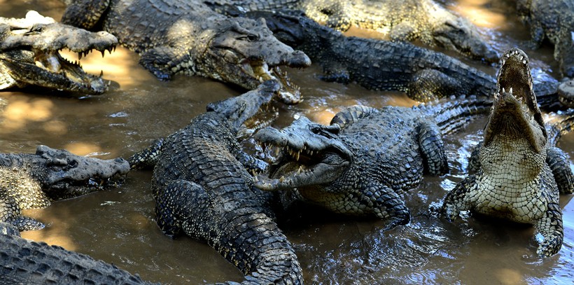 Large Cuban crocodile group, natural park Cuba