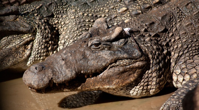 Closeup head cuban crocodile, bony ridge eyes visible