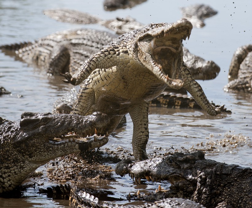 Cuban crocodile jumping out of the water