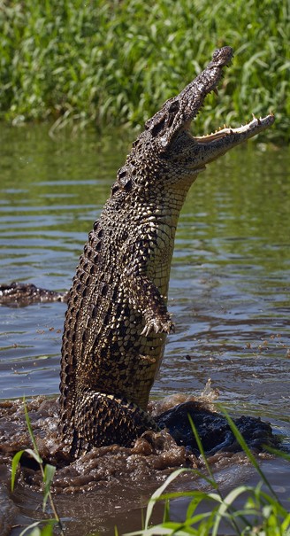 Cuban crocodile jumping out of the water