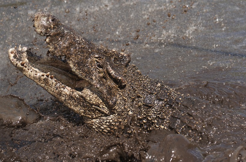 Cuban crocodile in the mud