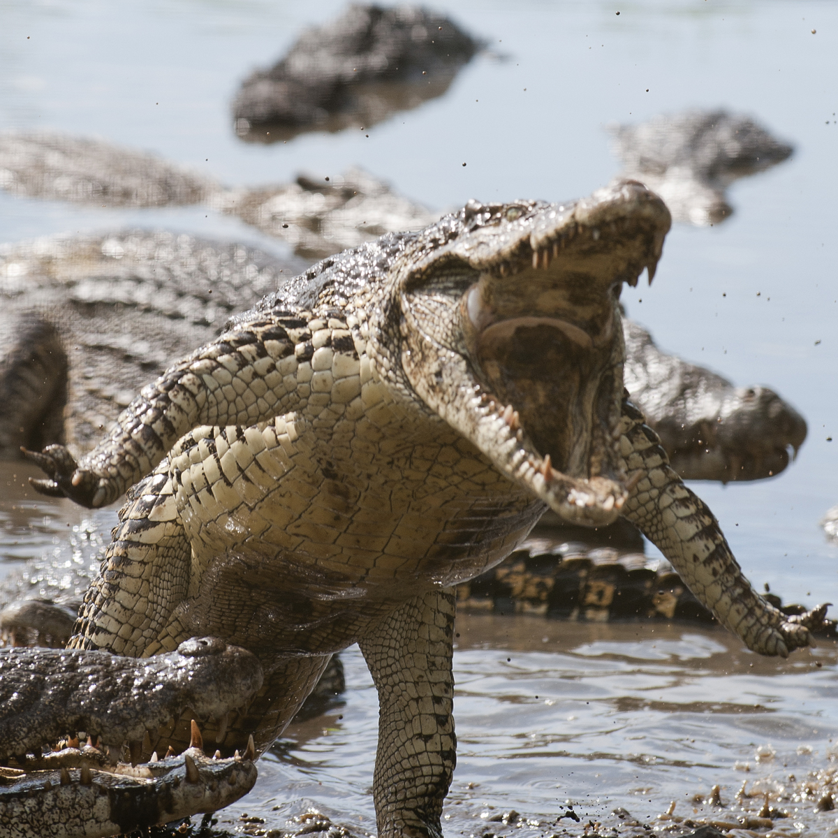 Cuban Crocodile (Crocodylus rhombifer) | about animals