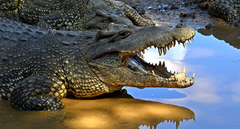 Cuban crocodile reflecting in the water, natural park Cuba