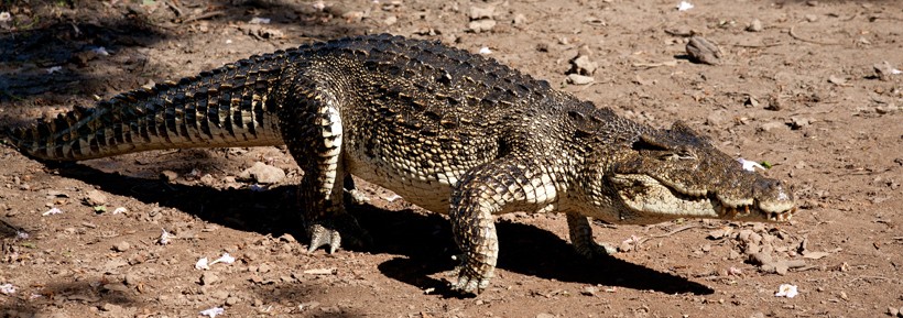The hind feet possess reduced webbing, making it easier to walk on land. Cuban crocodile walking on river bank