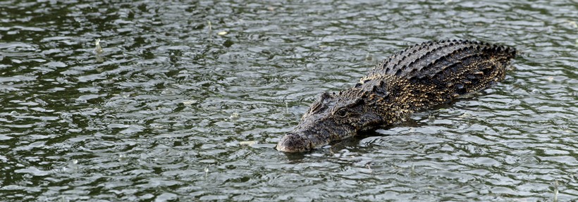 They can only be found only on Cuba in a few selected areas Cuban crocodile swimming in a fresh water river while it is raining