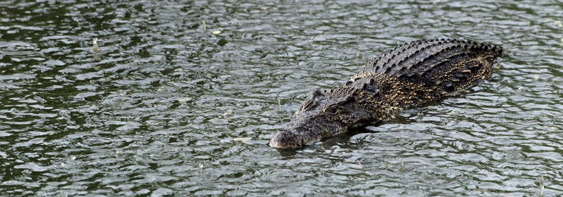 Cuban crocodile swimming in a fresh water river while it is raining