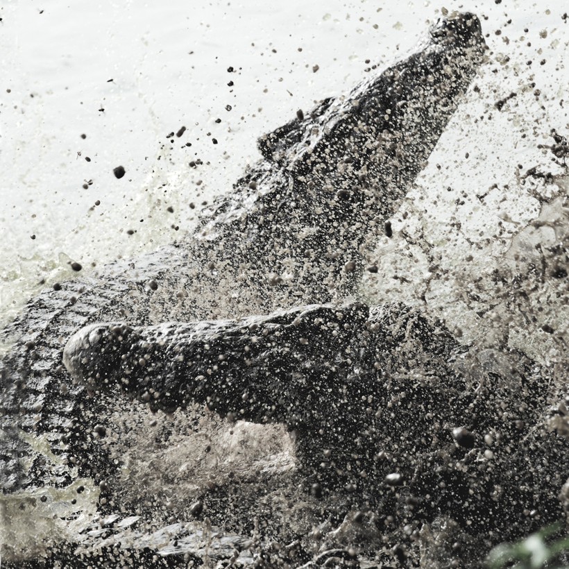 The Cuban crocodile is critically endangered Cuban crocodiles fighting