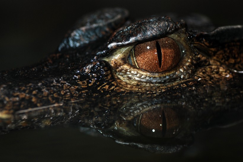 Cuvier's dwarf caiman brown pupils with reflection in the water